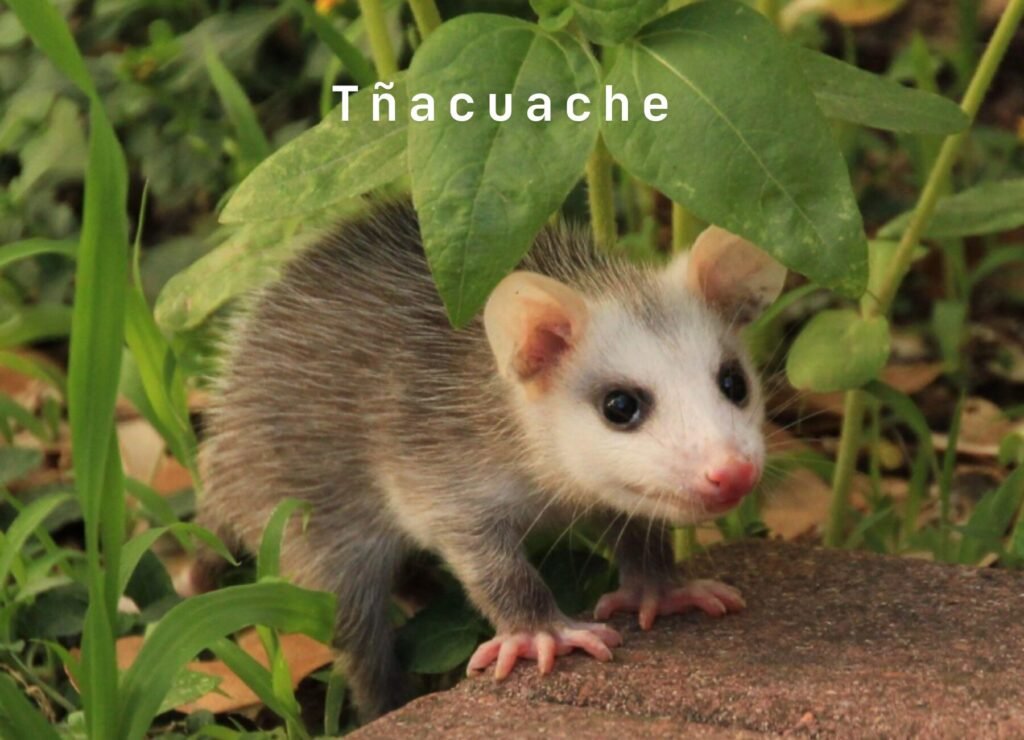 Tñacuache